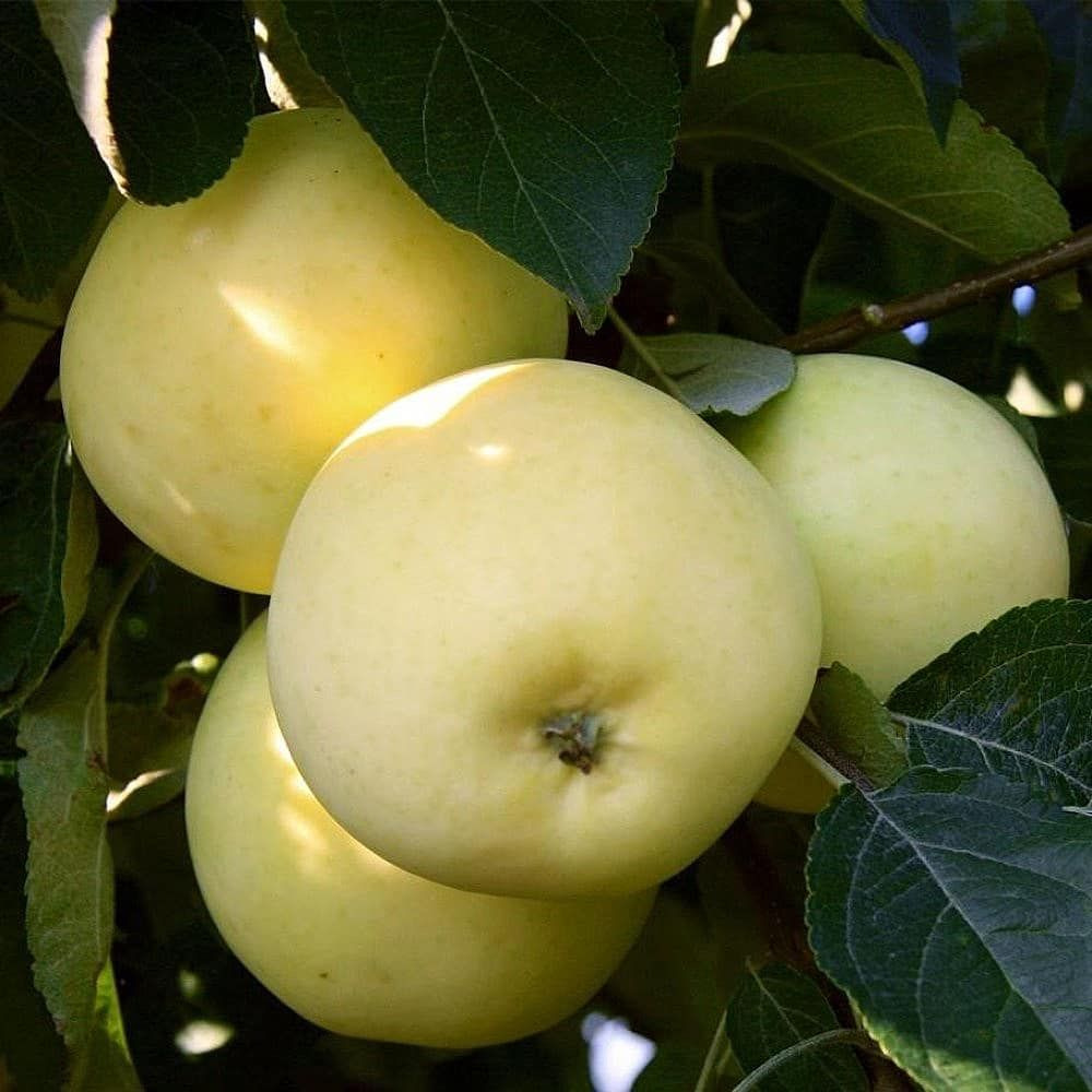 яблоки сладкие сорта фото и названия